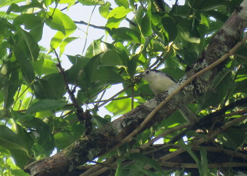 Creamy-bellied Gnatcatcher (Polioptila lactea), photo 6