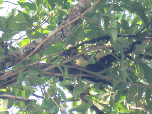 Creamy-bellied Gnatcatcher (Polioptila lactea), photo 10