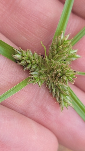 Cyperus aggregatus iNat (1)