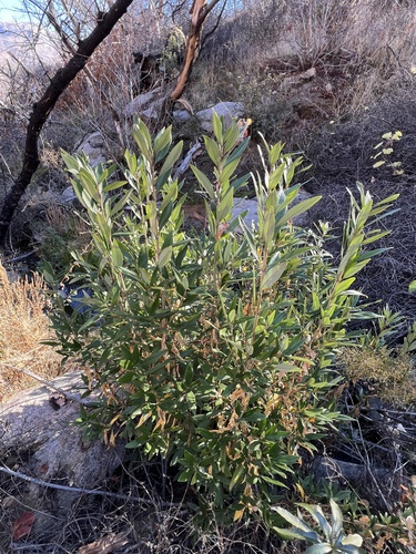 Carpenteria californica