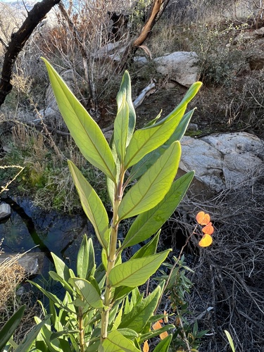 Carpenteria californica