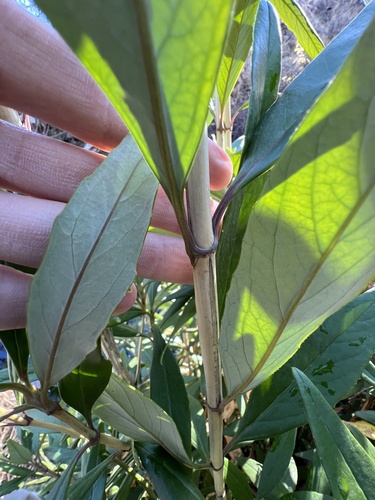 Carpenteria californica