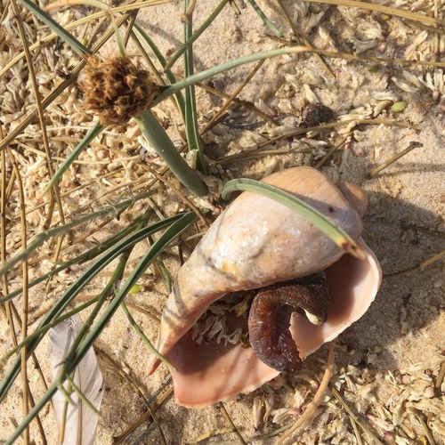 Cymbium olla