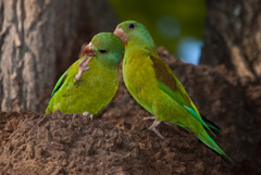 Brotogeris jugularis