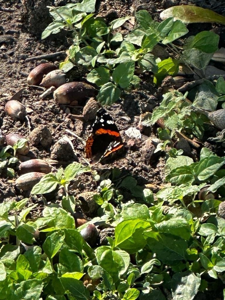 Red Admiral from Bill Witt City Park, Corpus Christi, TX, US on