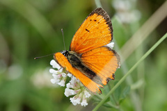 Lycaena ottomanus