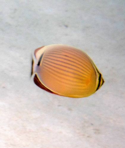 Oval Butterflyfish