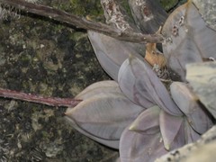Echeveria xichuensis