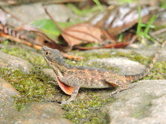 Anolis mariarum
