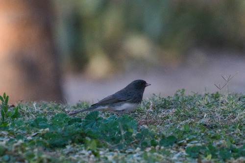 Slate-colored Junco photographed in Arizona