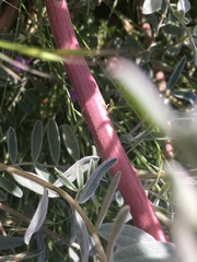 Astragalus oxyphysus
