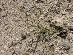 Chorizanthe brevicornu