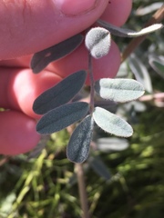 Astragalus oxyphysus