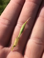 Astragalus oxyphysus