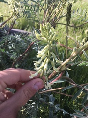 Astragalus oxyphysus