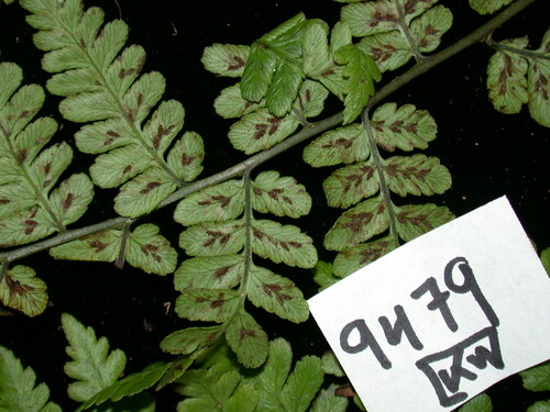 Diplazium rapense observed 2002-05-01