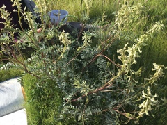 Astragalus oxyphysus