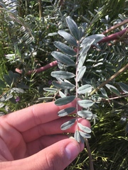 Astragalus oxyphysus