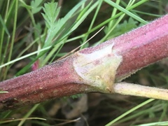 Astragalus oxyphysus