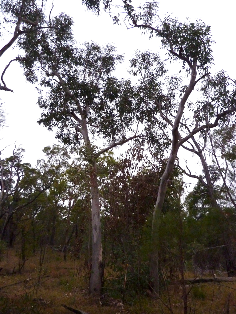 Eucalyptus broviniensis