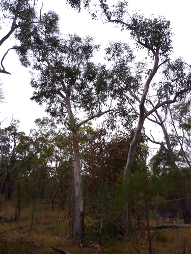 Eucalyptus broviniensis A.R.Bean