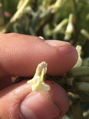 Astragalus oxyphysus