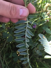 Astragalus lentiginosus nigricalycis