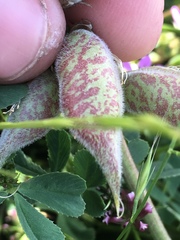 Astragalus lentiginosus nigricalycis