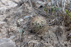 Echinomastus warnockii