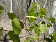 Cynophalla verrucosa