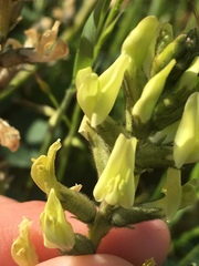 Astragalus lentiginosus nigricalycis