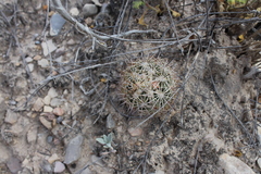 Echinomastus warnockii