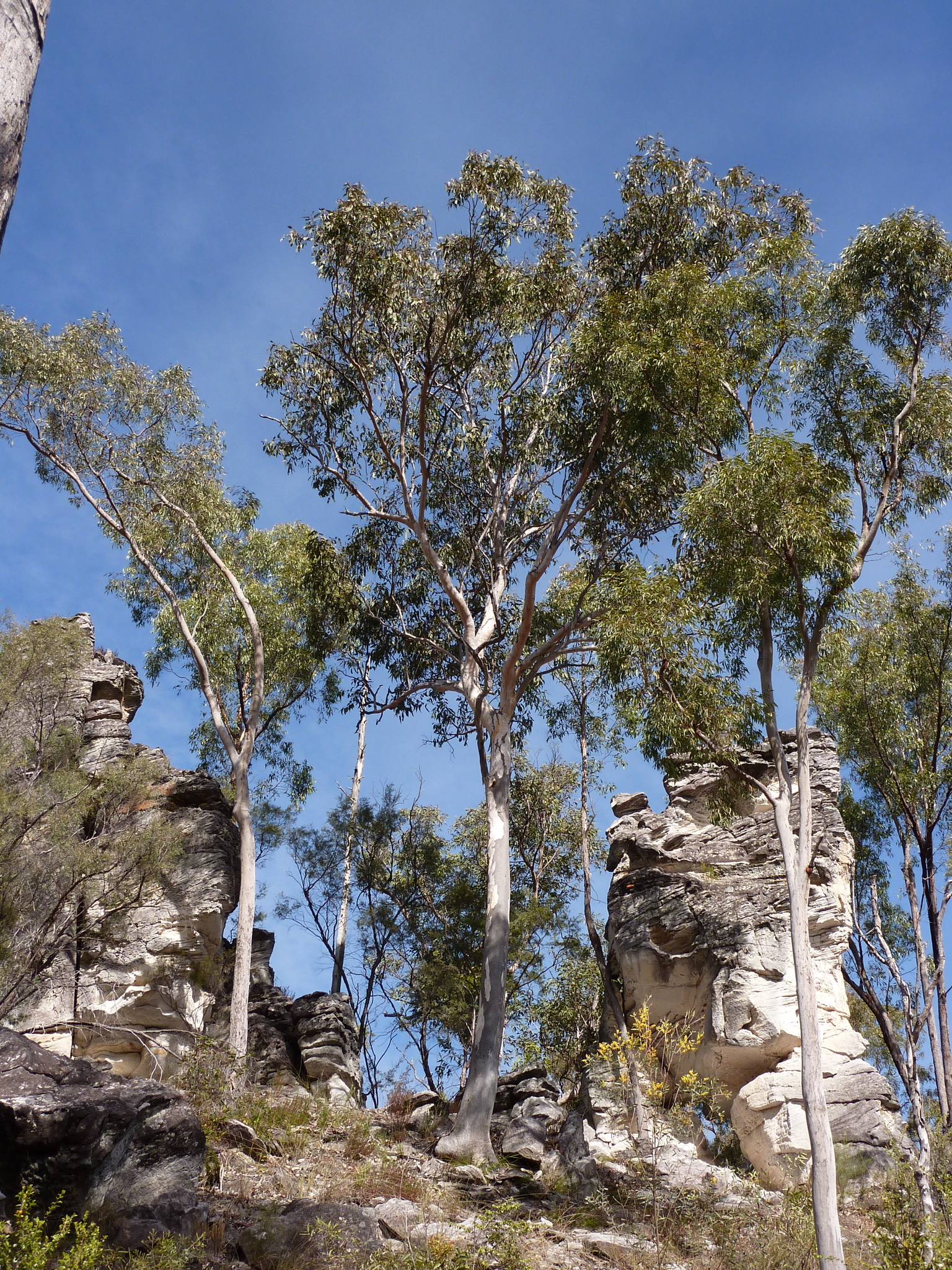 Eucalyptus major