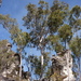 Eucalyptus major - Photo (c) Dean Nicolle, some rights reserved (CC BY-NC), uploaded by Dean Nicolle