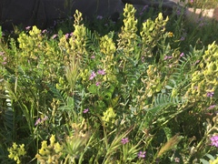 Astragalus lentiginosus nigricalycis
