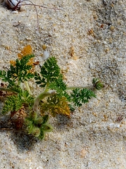 Daucus minusculus