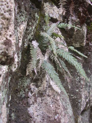 Doodia lyonii observed 2006-09-18