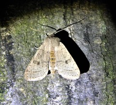 Orthosia gracilis