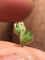 Plagiobothrys canescens canescens