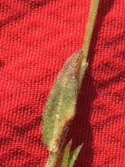 Plagiobothrys canescens canescens