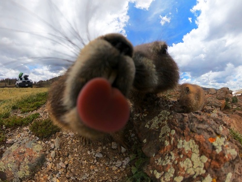Yellow-bellied Marmot photographed in Colorado