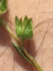 Plagiobothrys canescens canescens