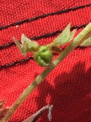 Plagiobothrys canescens canescens