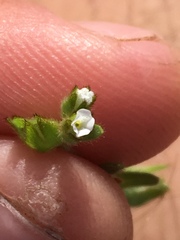 Plagiobothrys canescens canescens