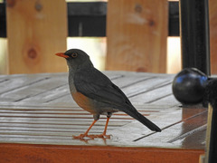 Turdus abyssinicus