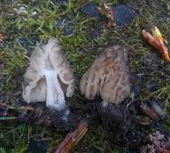 Morchella populiphila