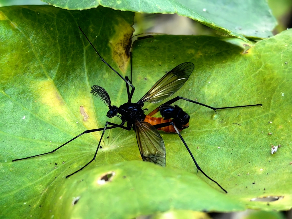 Tipula holoserica from Xishuangbanna Dai, CN-YN, CN on October 11, 2023 ...