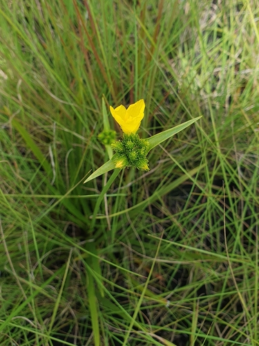 Cephalostemon riedelianus (Cephalostemon riedelianus)
