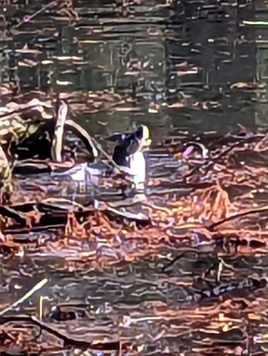 North American River Otter photographed in Tennessee
