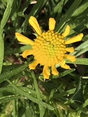 Helenium amarum